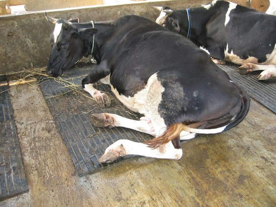 fitama-karpet-sapi